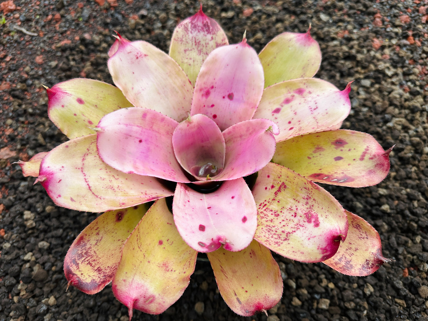Neoregelia ‘Michi’ x ‘Lilikoi’