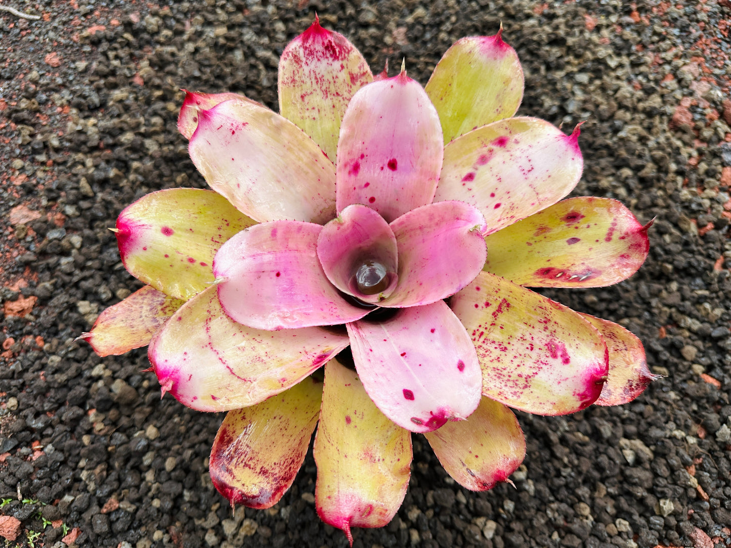 Neoregelia ‘Michi’ x ‘Lilikoi’