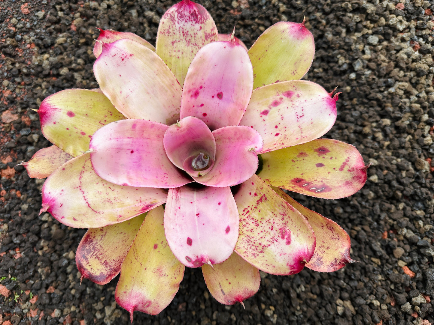 Neoregelia ‘Michi’ x ‘Lilikoi’