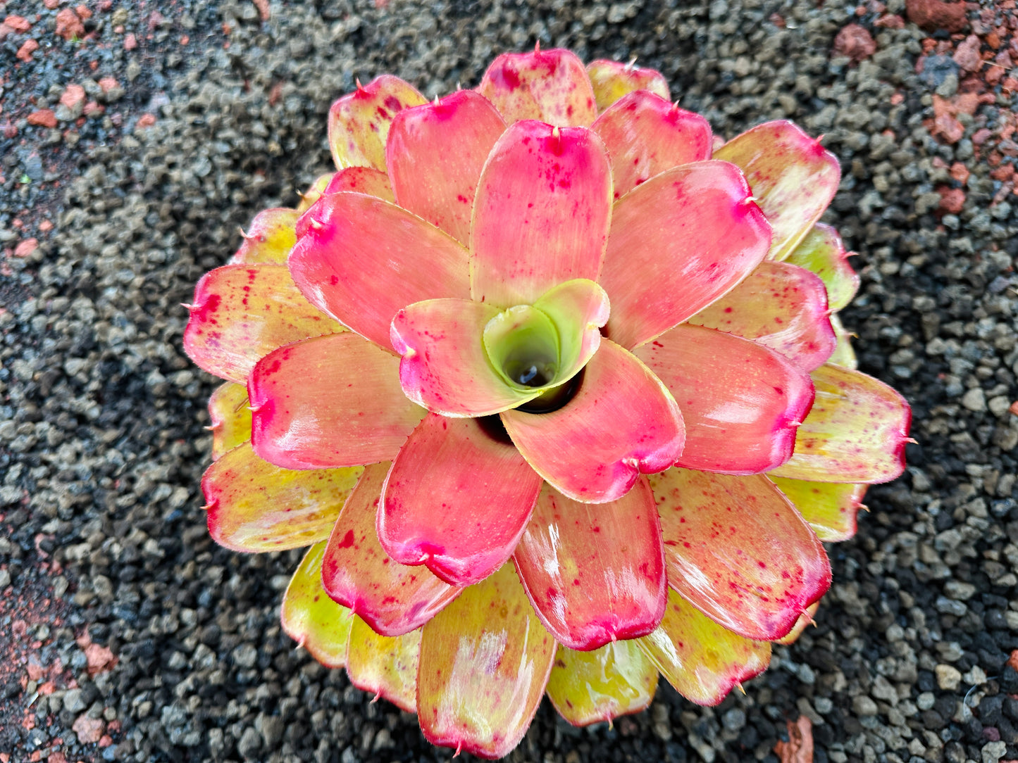 Neoregelia ‘Orange Crush’ x ‘Hawaiian Rainforest’