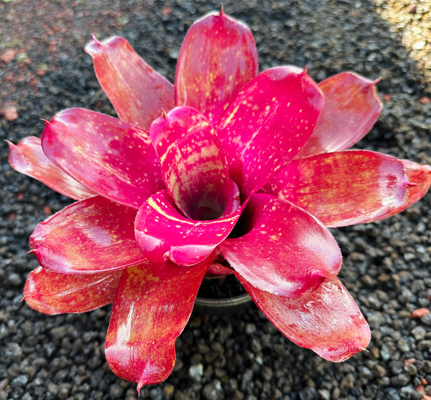 Neoregelia ‘Treasure Chest’ F2