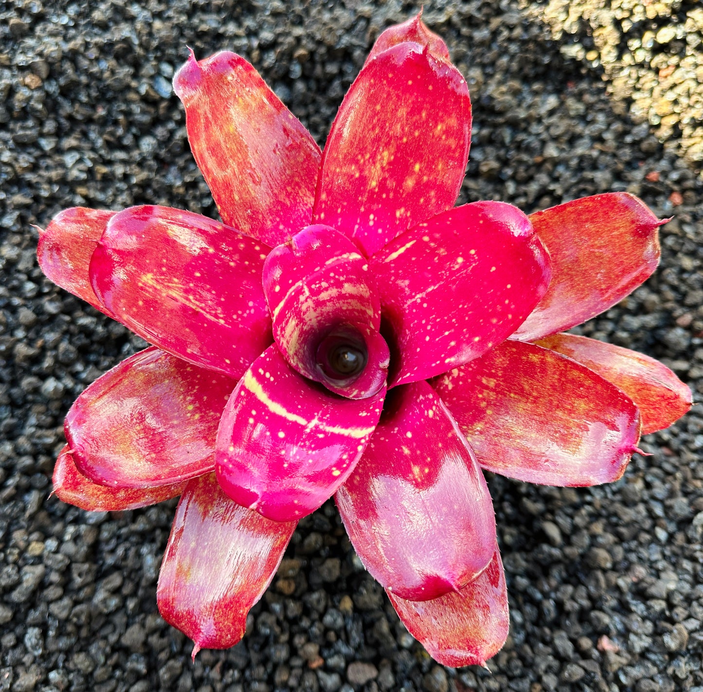 Neoregelia ‘Treasure Chest’ F2