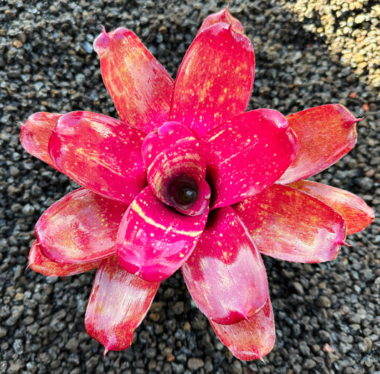 Neoregelia ‘Treasure Chest’ F2