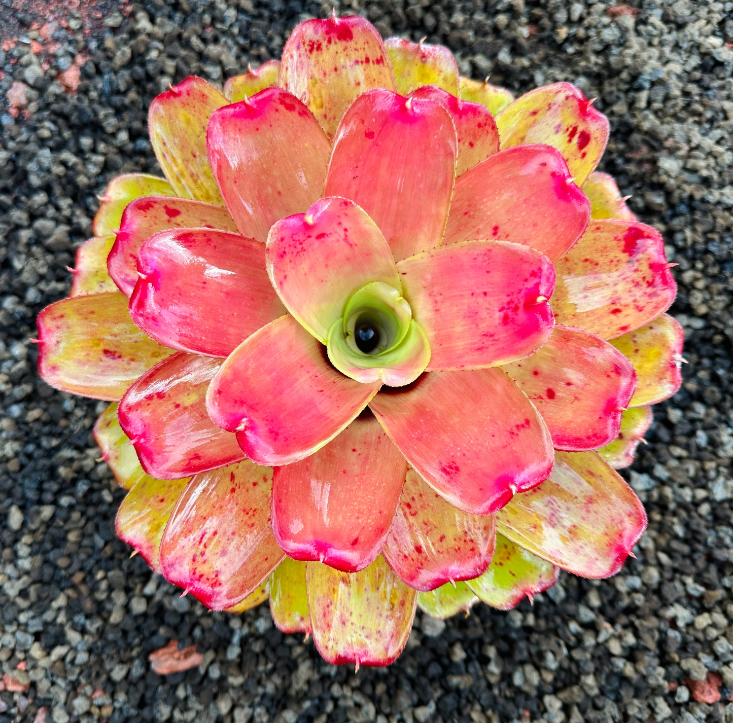 Neoregelia ‘Orange Crush’ x ‘Hawaiian Rainforest’