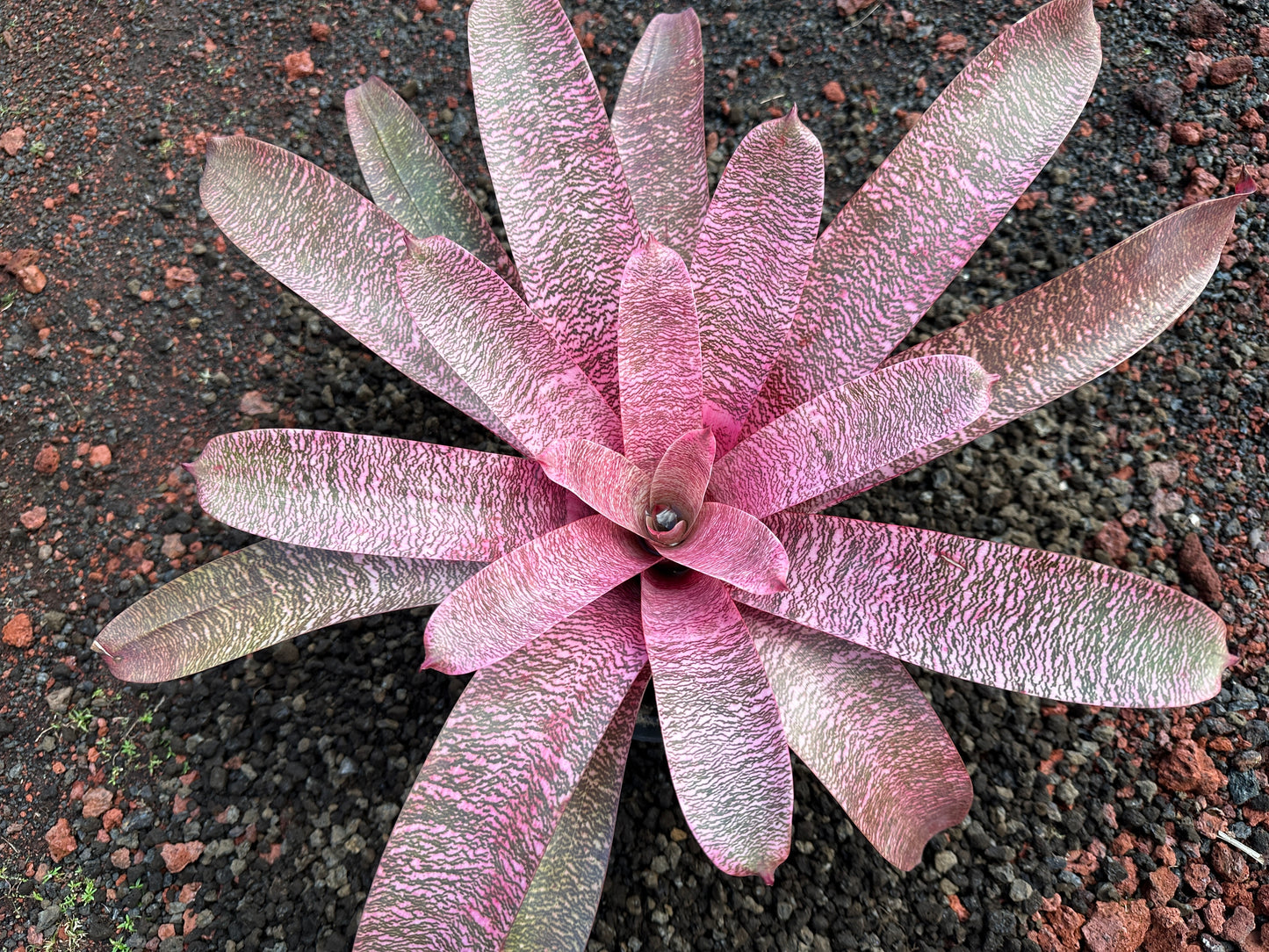 Vriesea ‘Pride of Hilo’