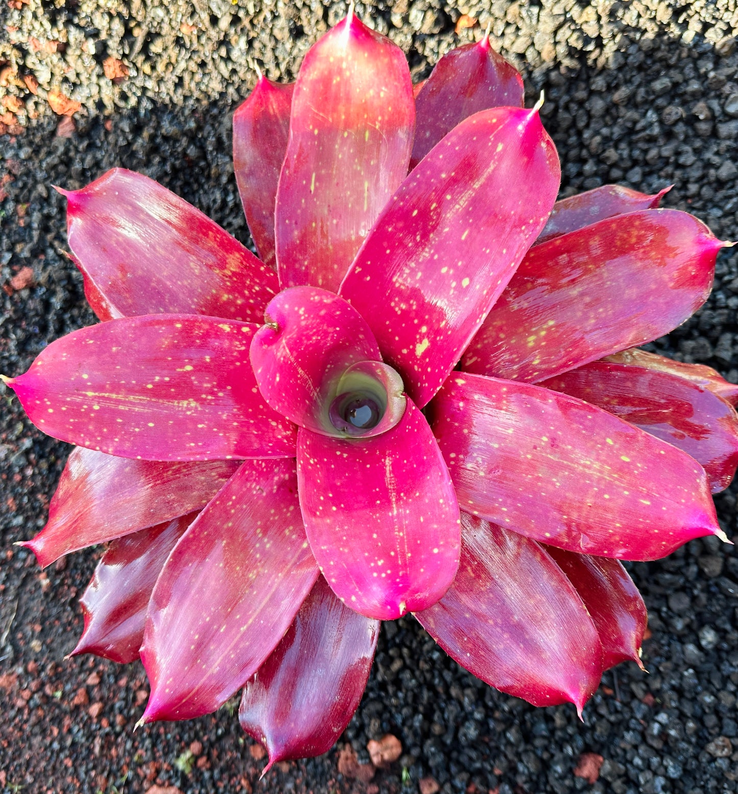 Neoregelia ‘Gold Fever’ x ‘Kona Gold’