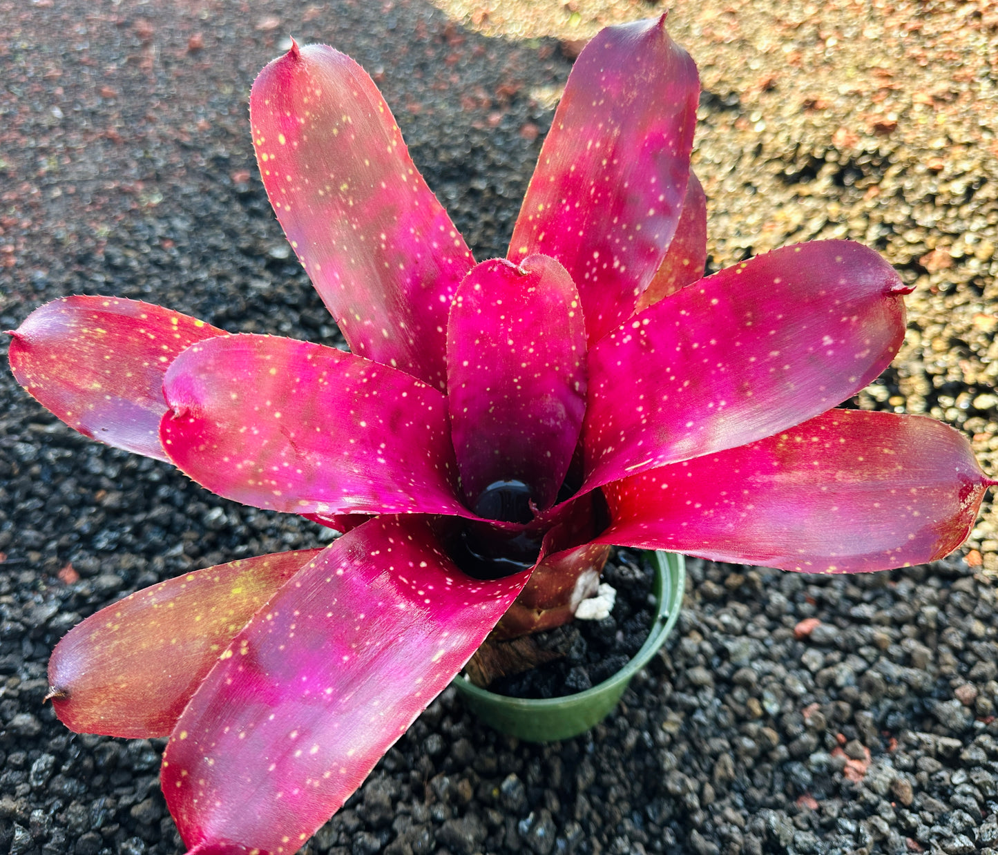 Neoregelia Marble Throat hybrid x Purple Paint