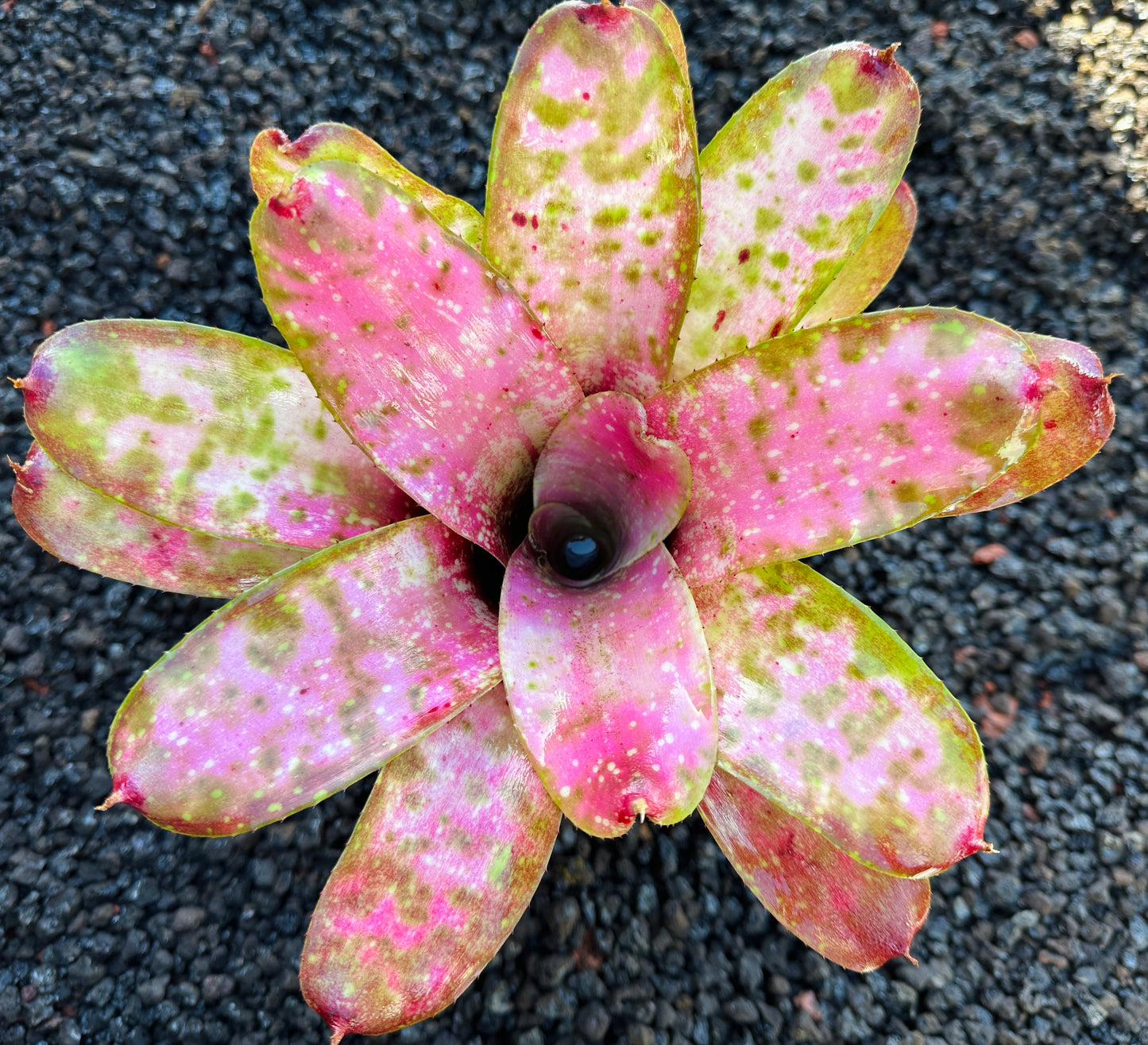 Neoregelia ‘Pink Mosaic’