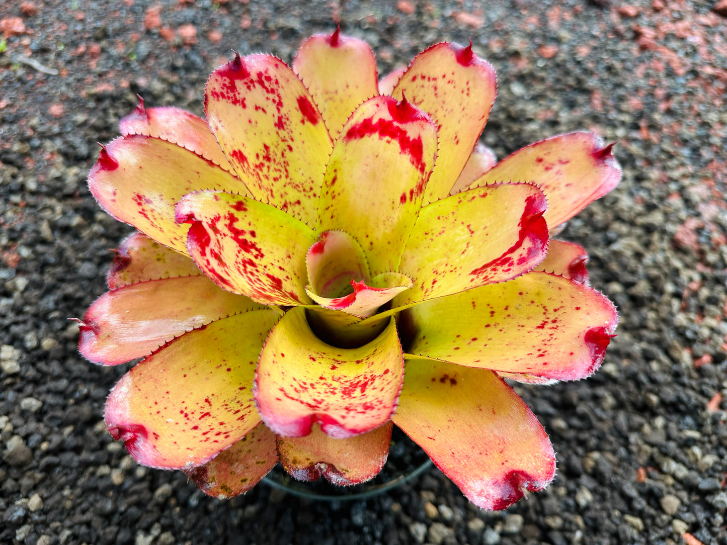 Neoregelia ‘Michi’ x ‘Mini Me’