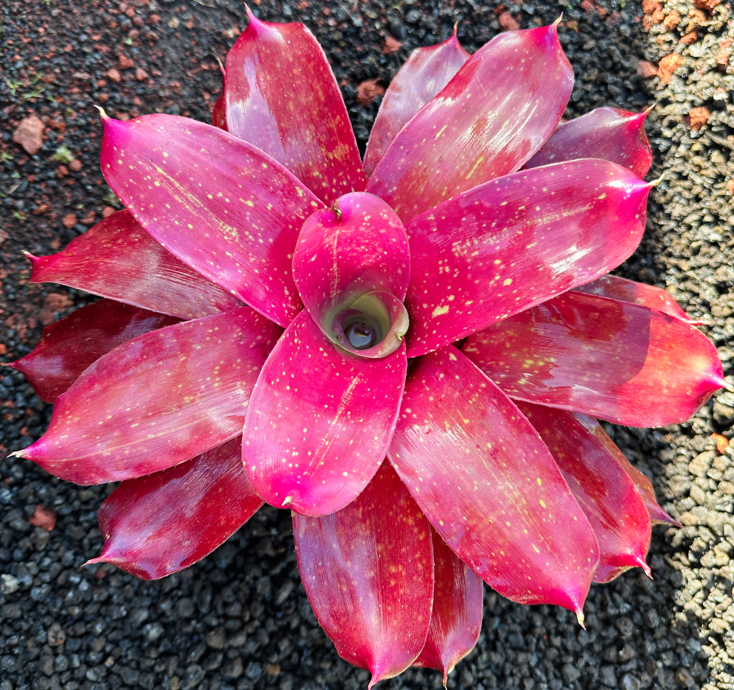 Neoregelia ‘Gold Fever’ x ‘Kona Gold’