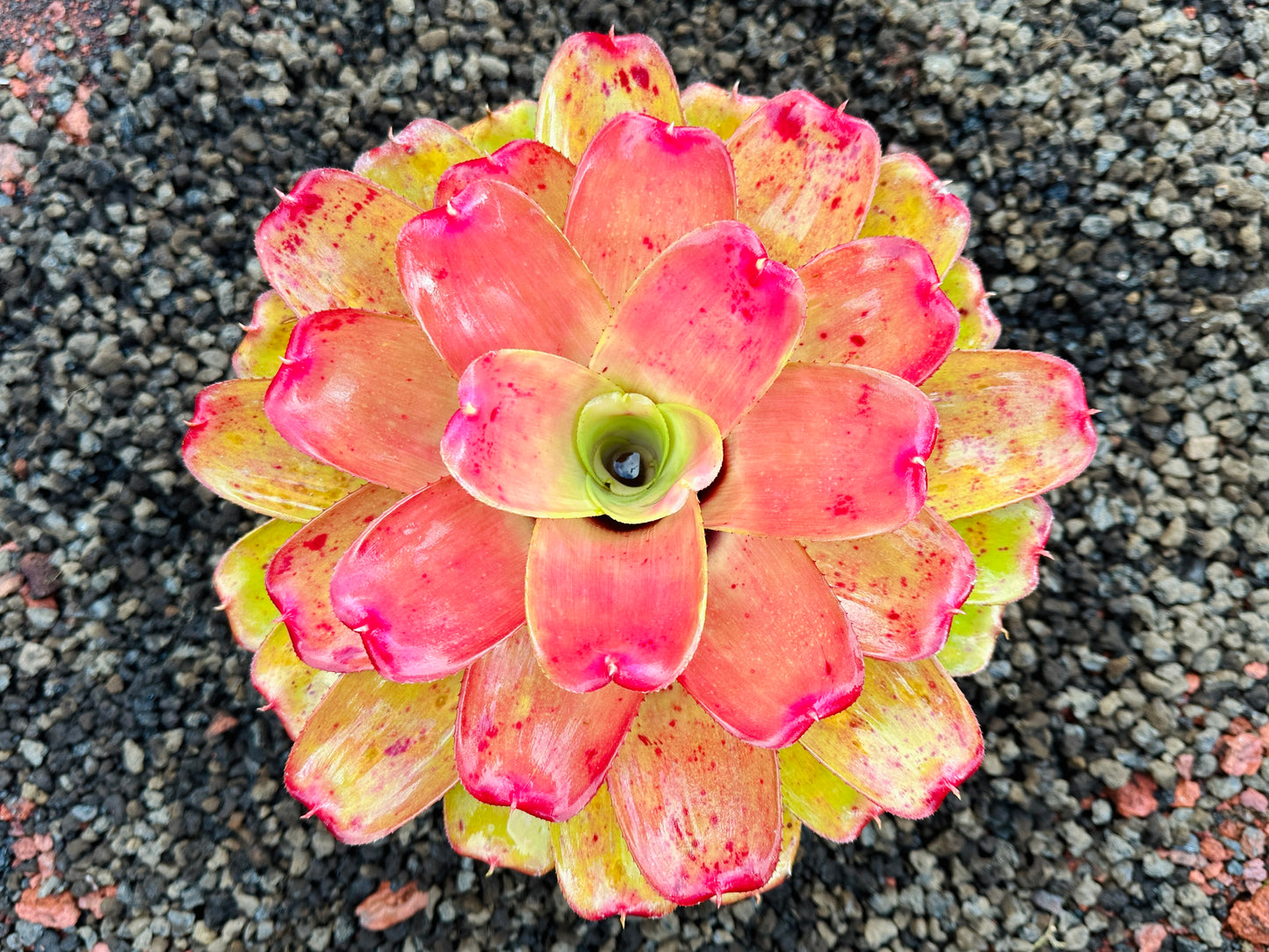 Neoregelia ‘Orange Crush’ x ‘Hawaiian Rainforest’