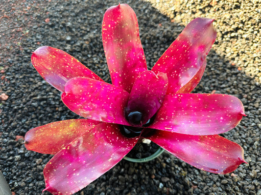 Neoregelia Marble Throat hybrid x Purple Paint