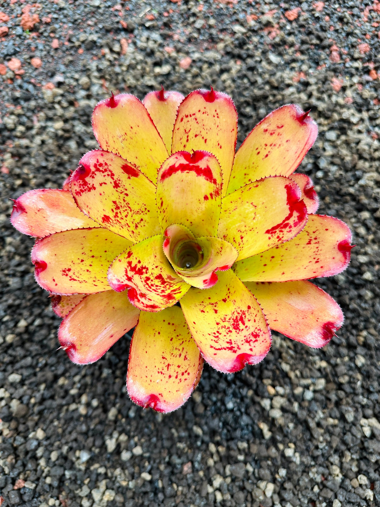 Neoregelia ‘Michi’ x ‘Mini Me’