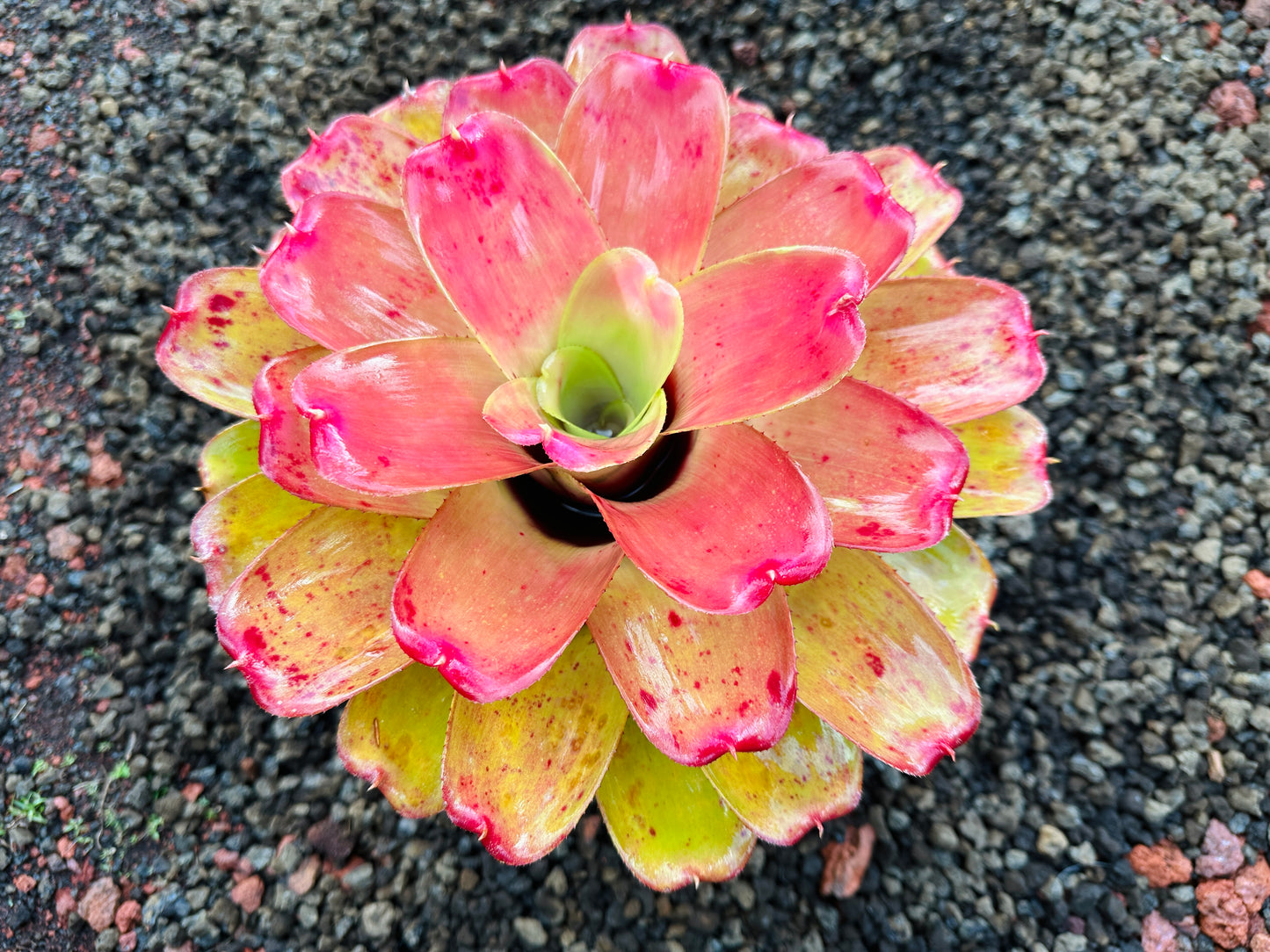 Neoregelia ‘Orange Crush’ x ‘Hawaiian Rainforest’
