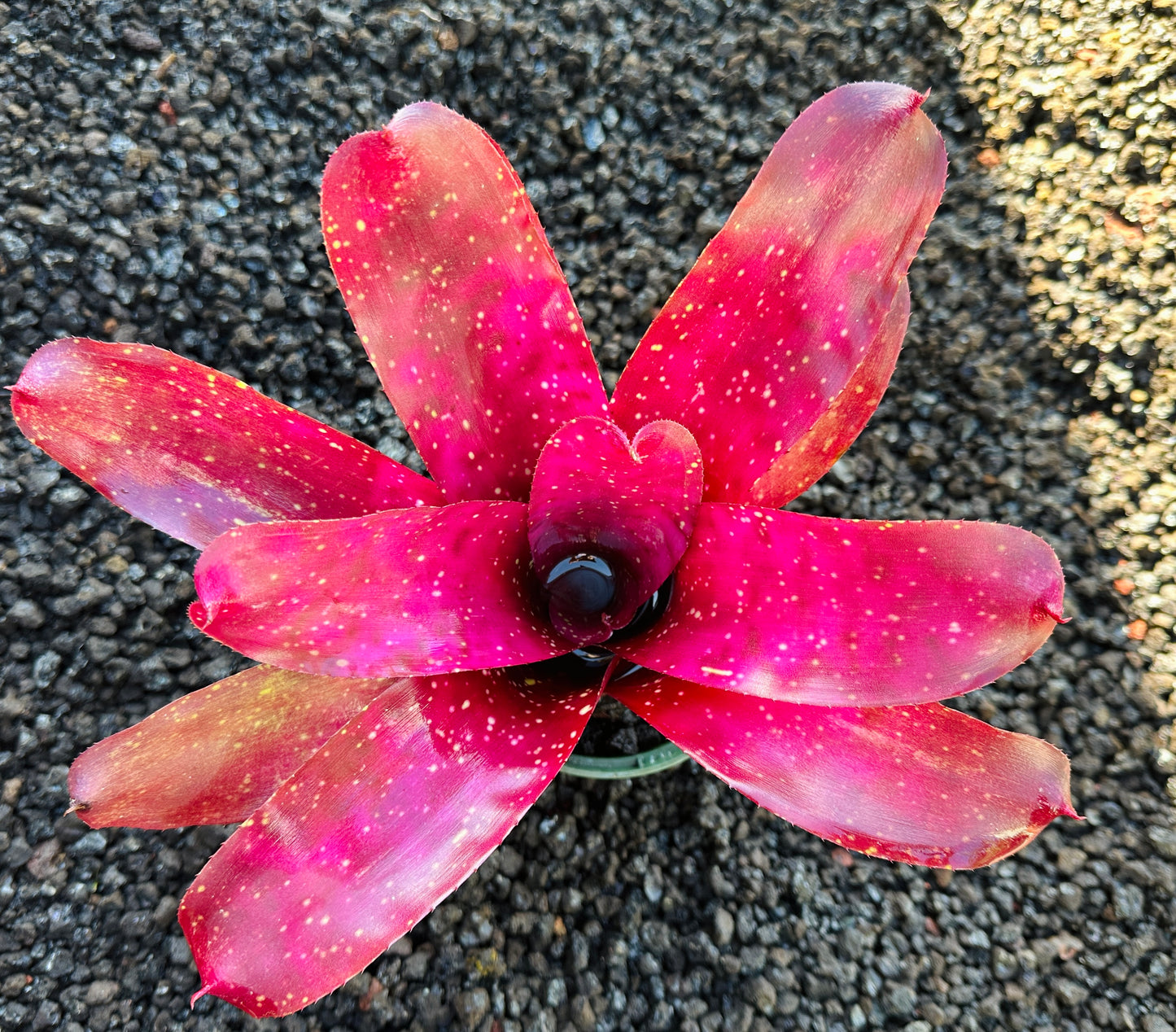 Neoregelia Marble Throat hybrid x Purple Paint