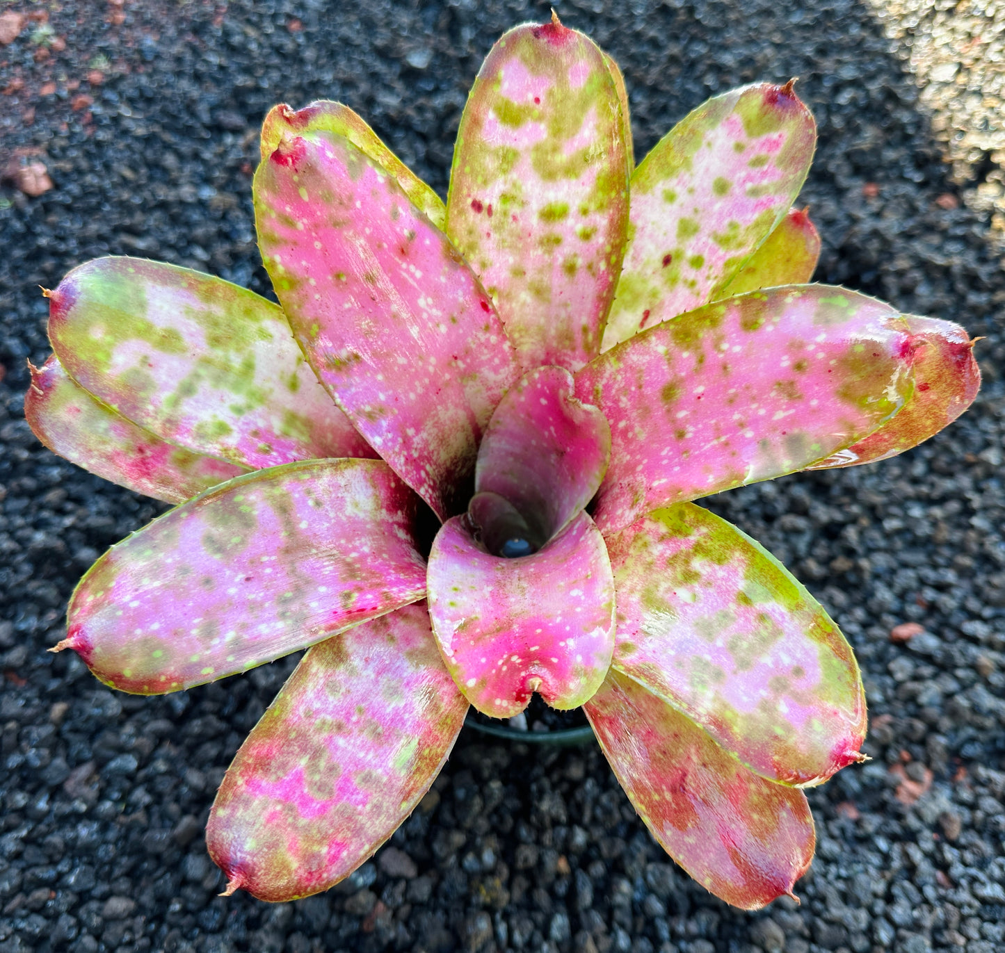 Neoregelia ‘Pink Mosaic’