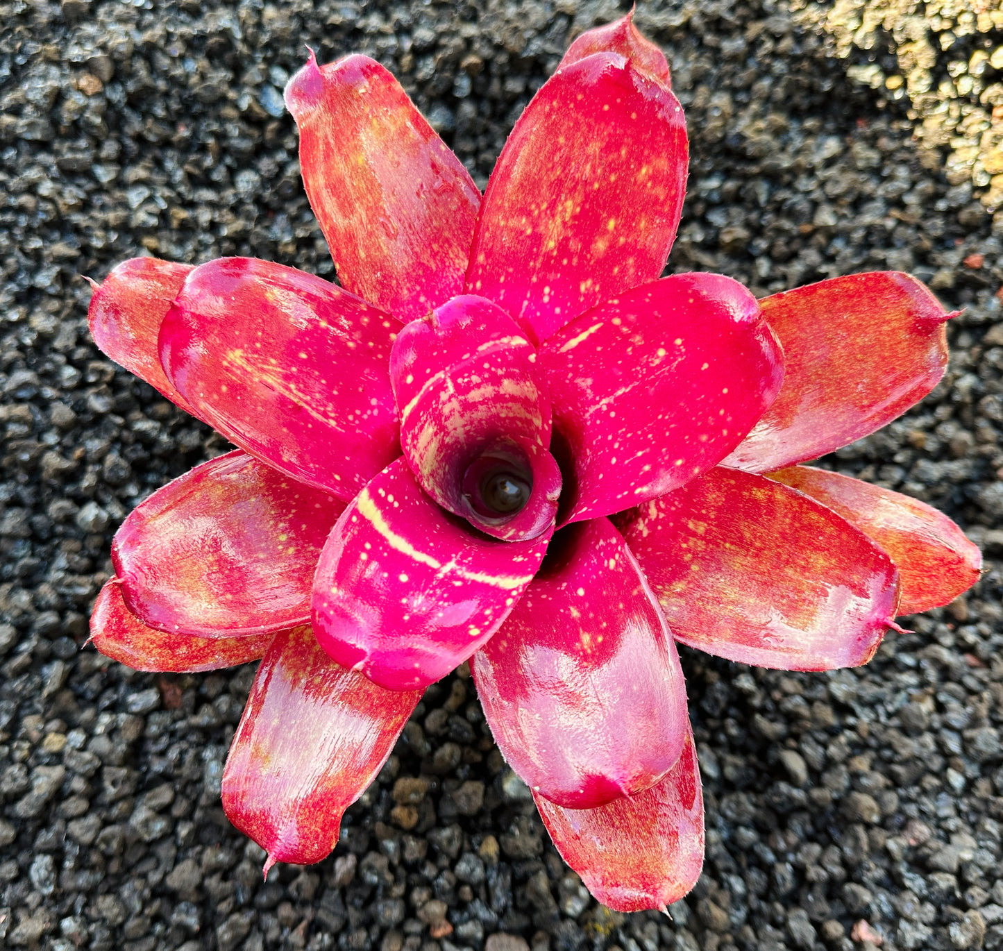 Neoregelia ‘Treasure Chest’ F2