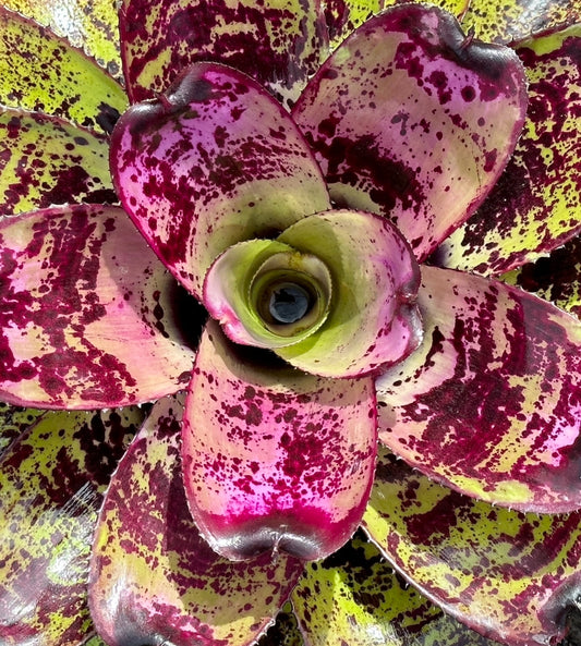 Neoregelia ‘Royanne’