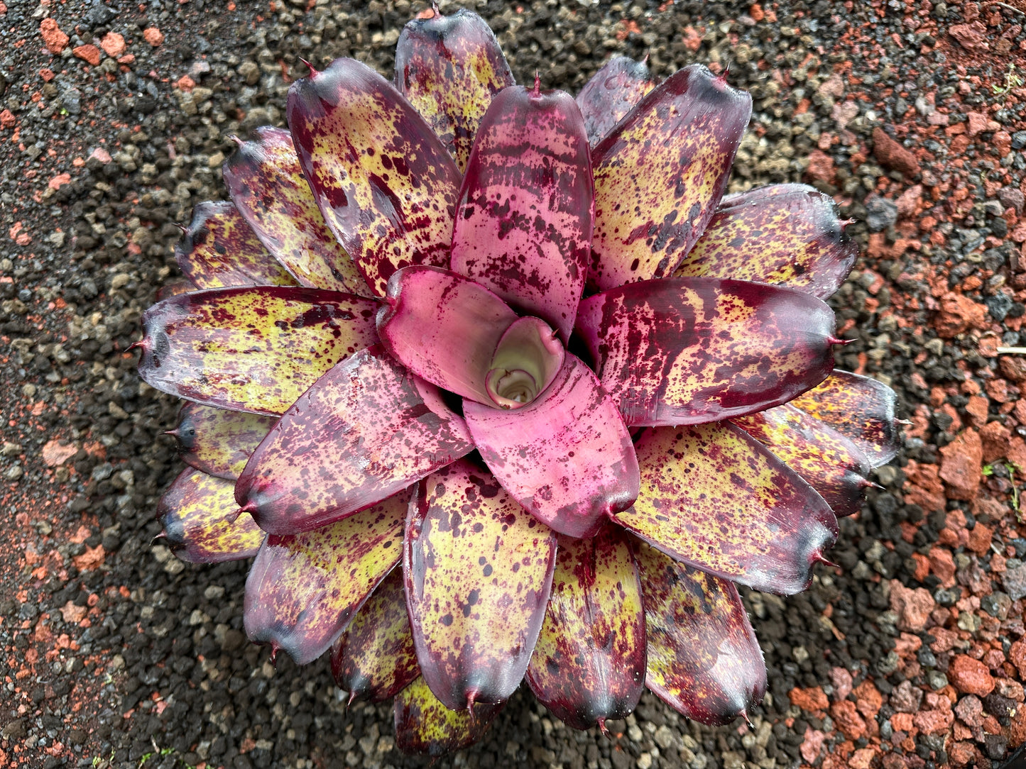 Neoregelia ‘Bruddah’