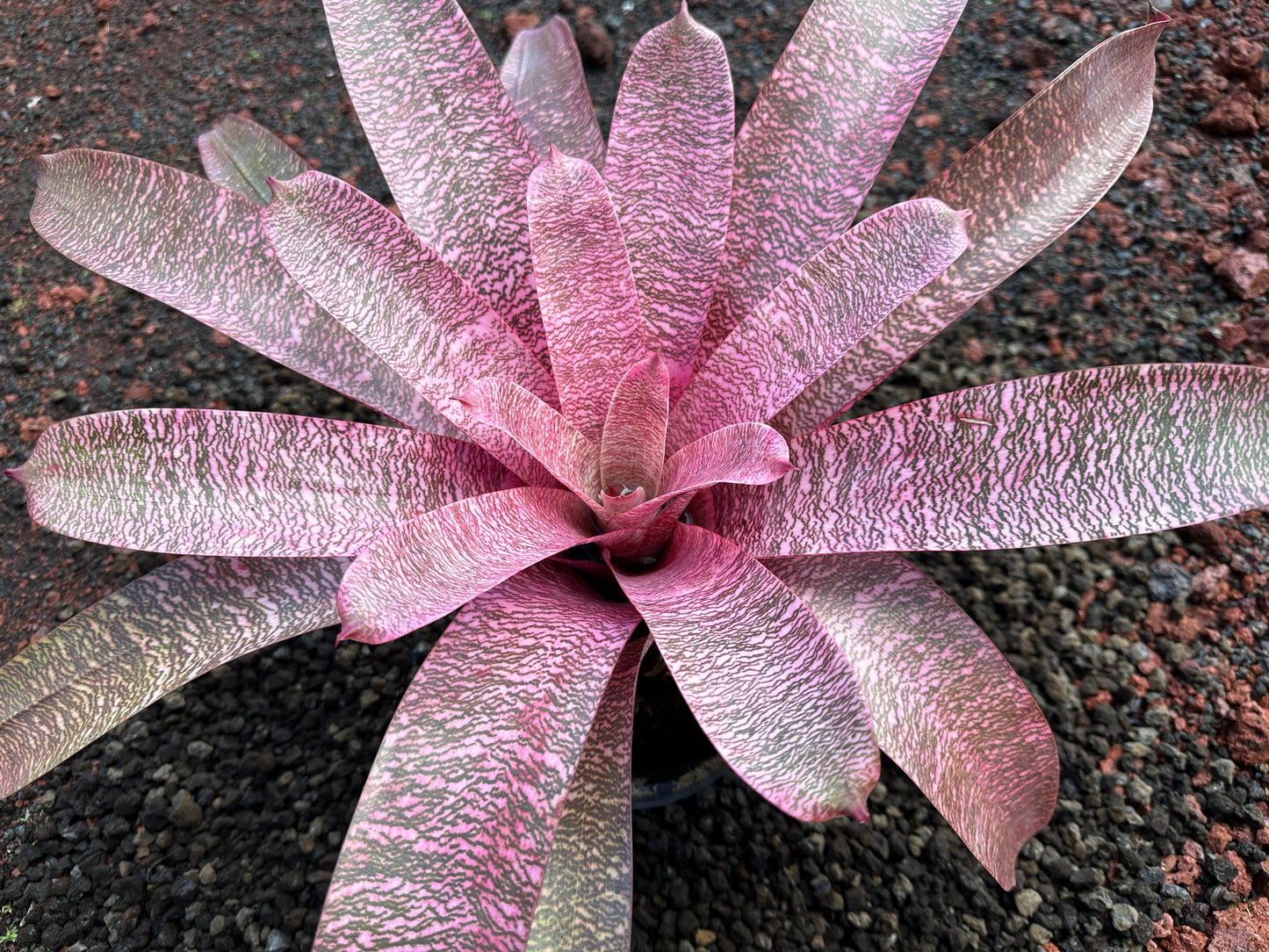 Vriesea ‘Pride of Hilo’