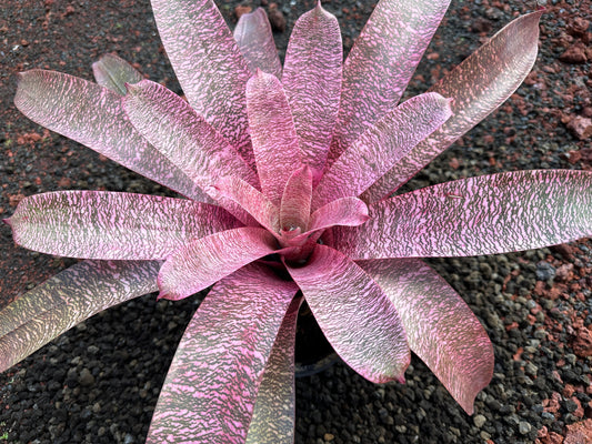 Vriesea ‘Pride of Hilo’