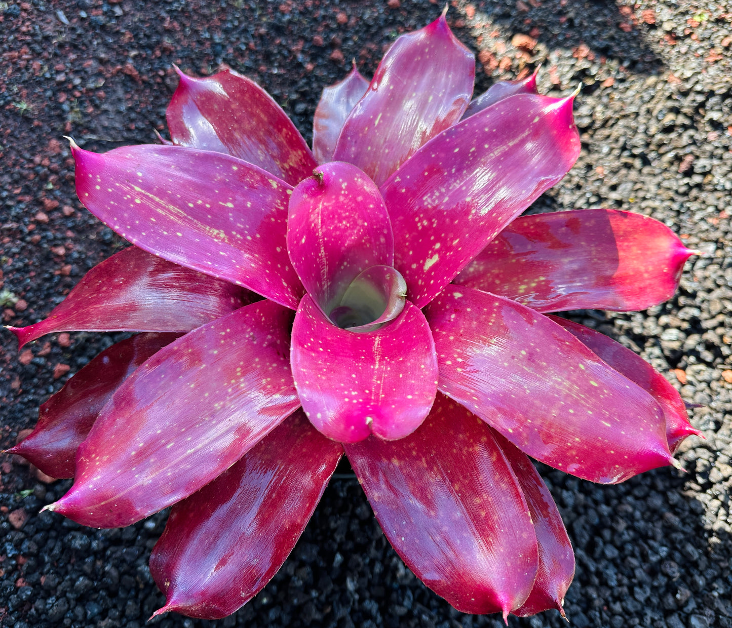 Neoregelia ‘Gold Fever’ x ‘Kona Gold’