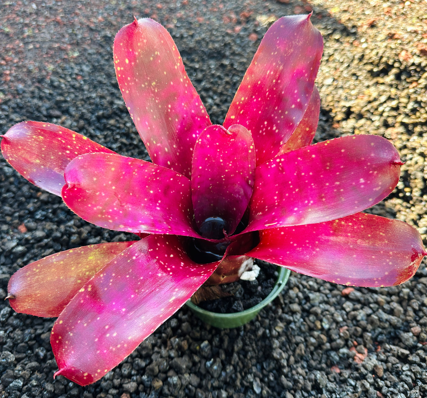 Neoregelia Marble Throat hybrid x Purple Paint