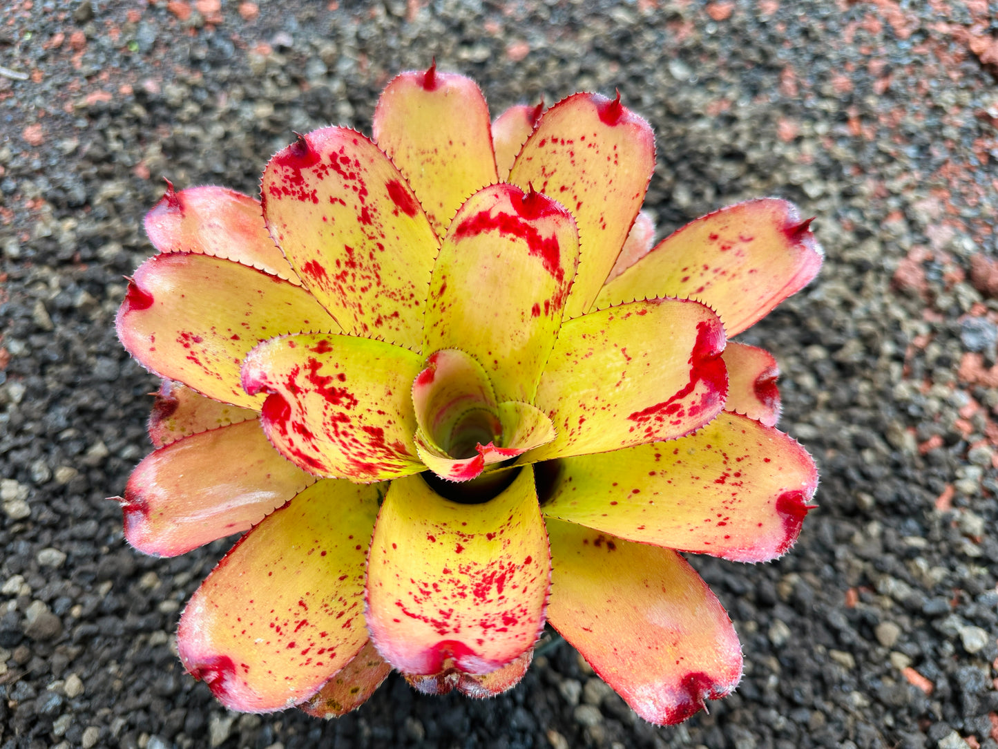 Neoregelia ‘Michi’ x ‘Mini Me’