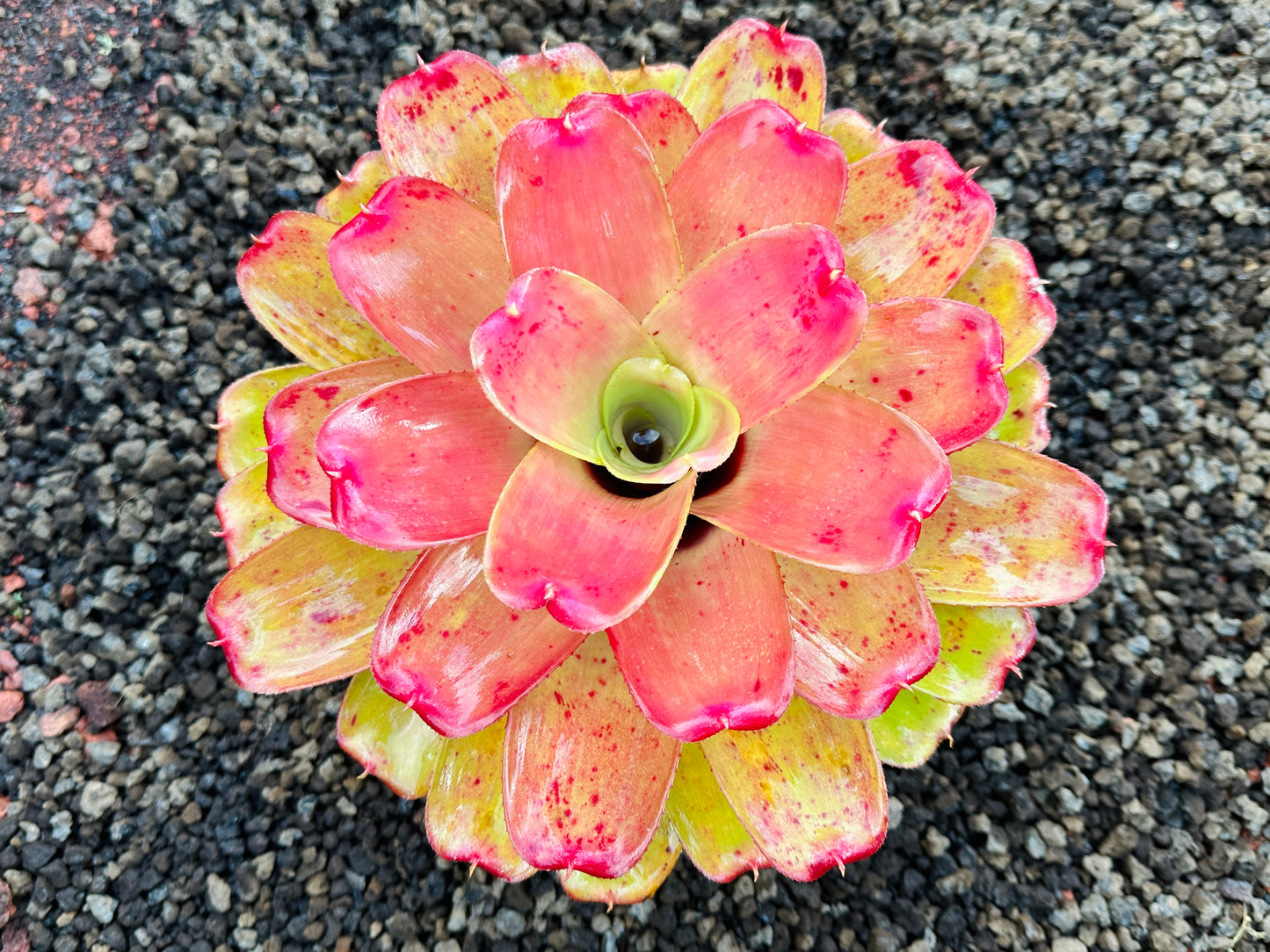 Neoregelia ‘Orange Crush’ x ‘Hawaiian Rainforest’