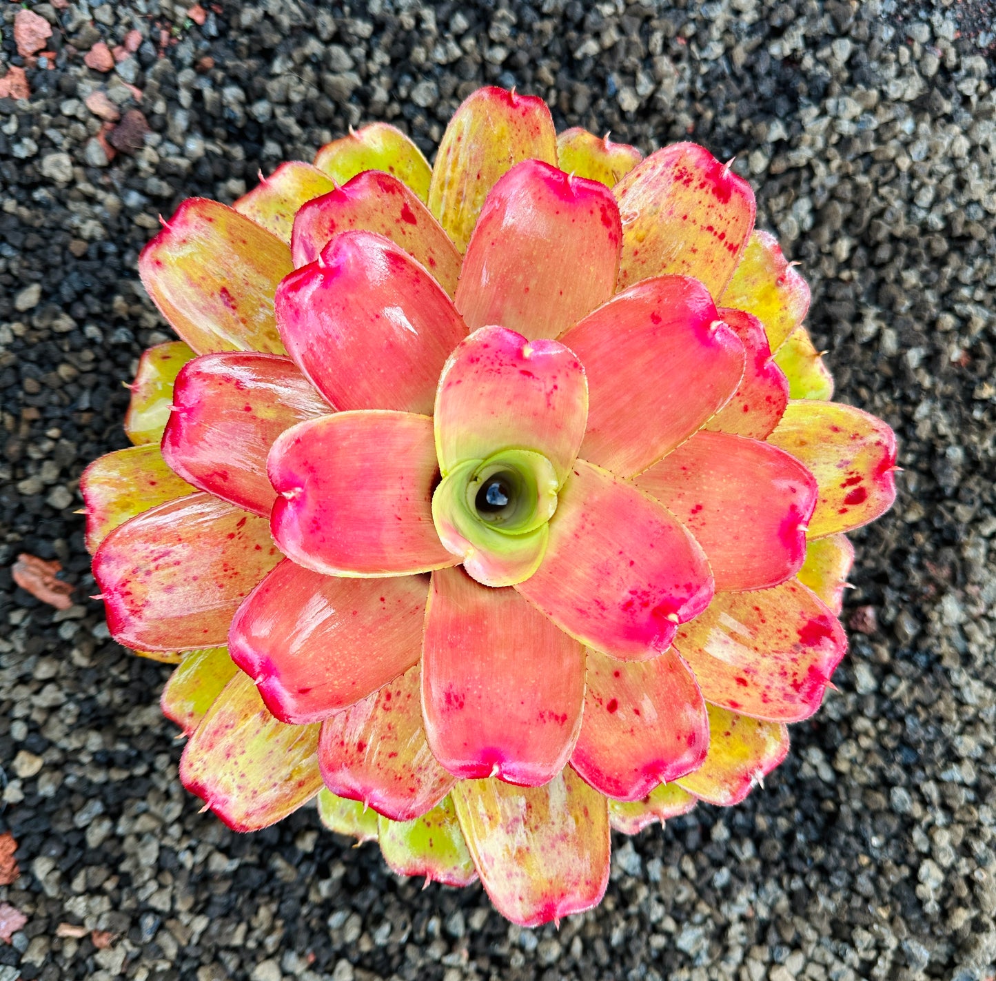 Neoregelia ‘Orange Crush’ x ‘Hawaiian Rainforest’