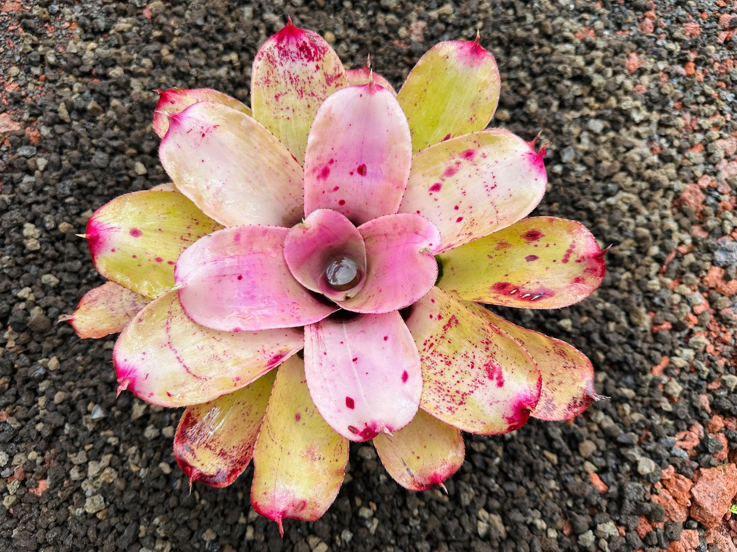 Neoregelia ‘Michi’ x ‘Lilikoi’