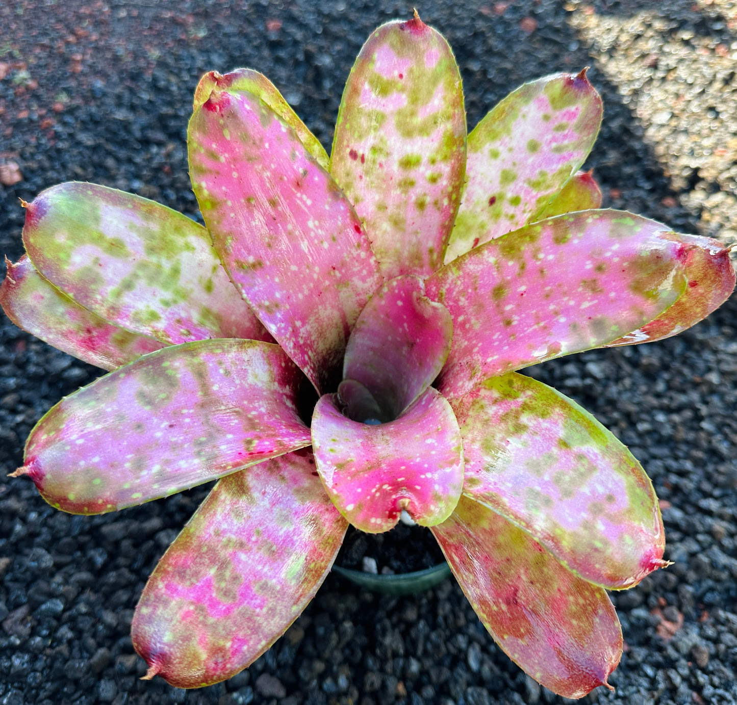 Neoregelia ‘Pink Mosaic’