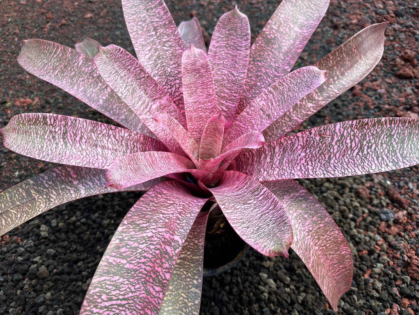 Vriesea ‘Pride of Hilo’