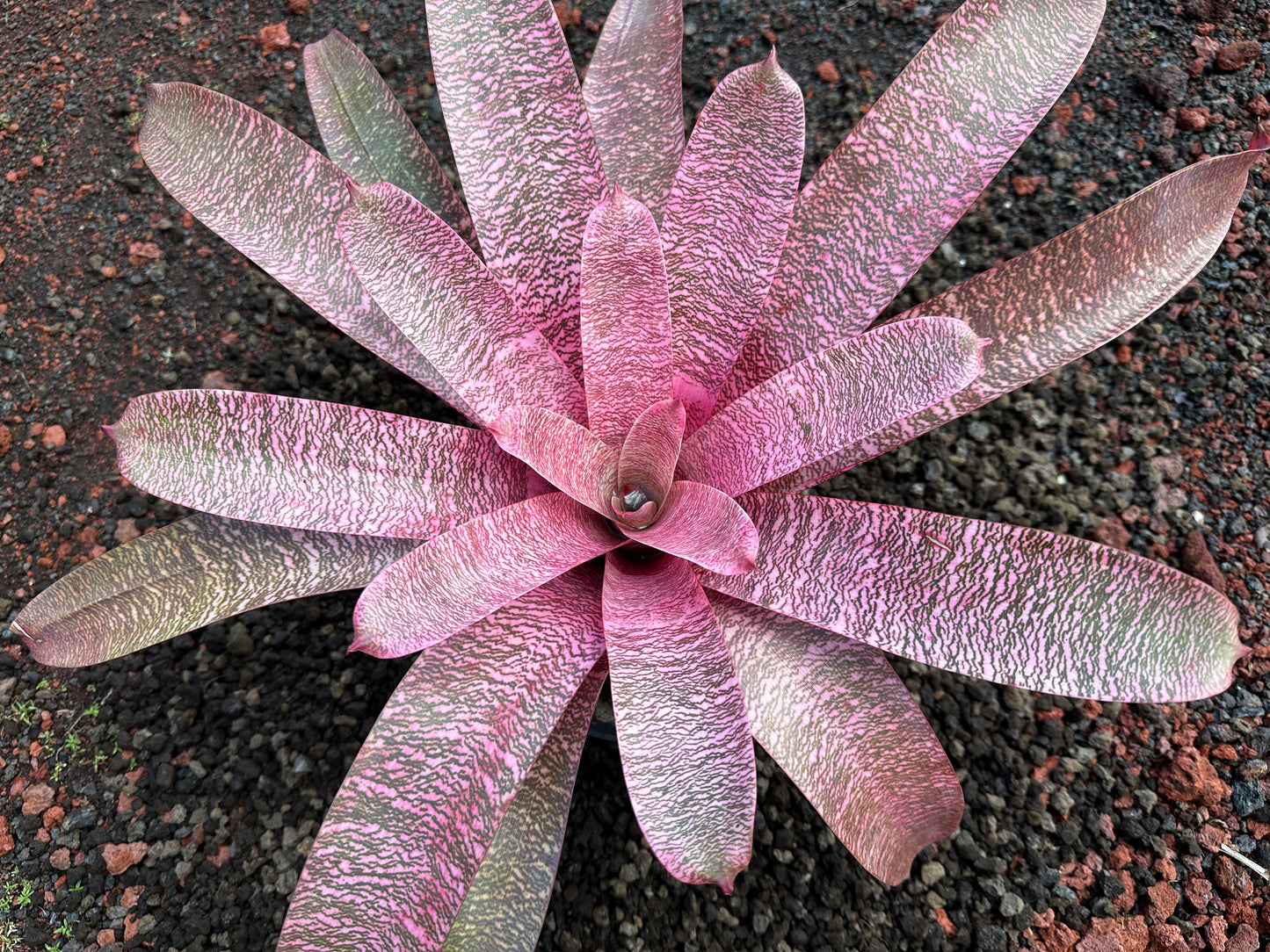 Vriesea ‘Pride of Hilo’